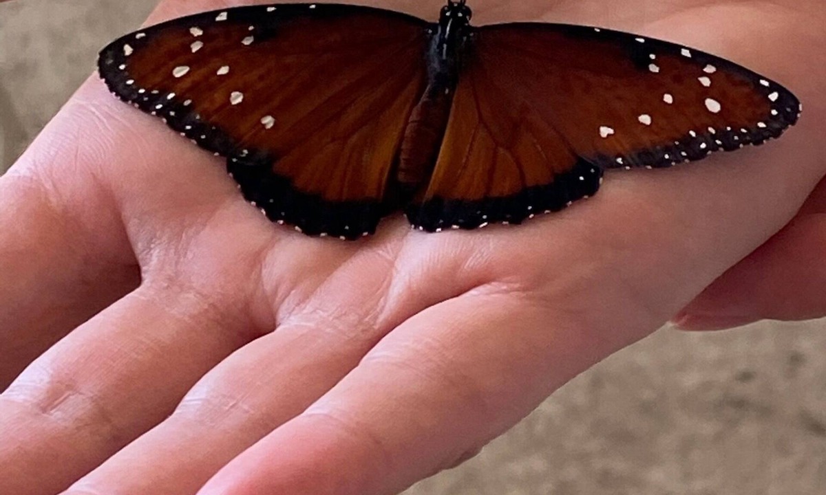 Sarasota House | Butterfly House – Organic Garden Retreat in Popular Golf Community