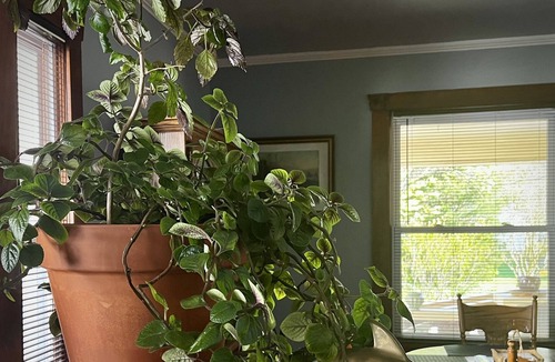 Murphysboro House | 100% Eclipse Experience! Sleeps 7. Pet Friendly! Close to Town Shops!