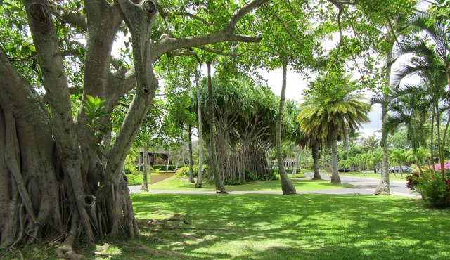 Great Rates! 1-bedroom condo, pools, walking distance to beautiful beaches.