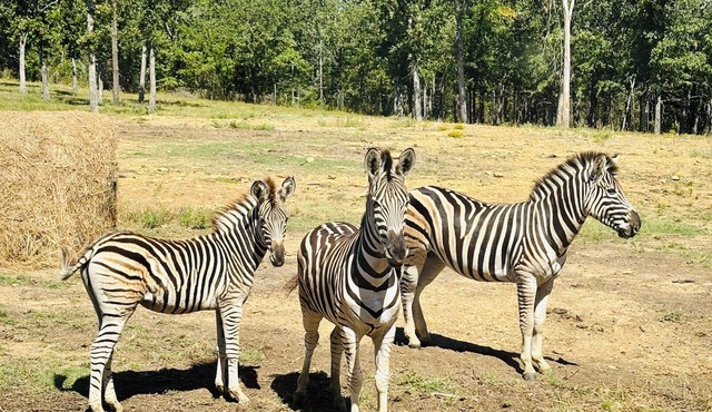 Hickory Ridge Cabin - Lemurs, Zebras, Hot Tub, Hiking