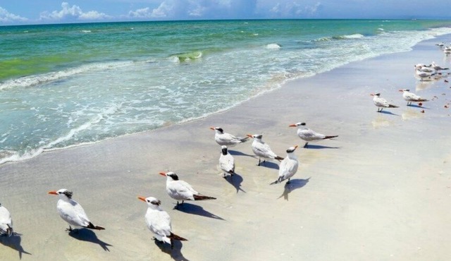 Redington Beach! Great condo and a perfect couples Getaway!