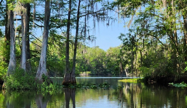 Wise Owl Retreat, a beautiful suite amongst towering oaks, access to River/view.