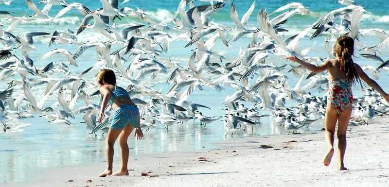 Photo of Human In Picture in Siesta Key