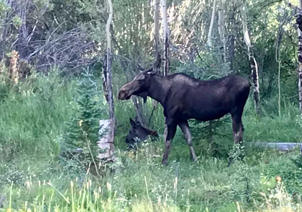 Photo of Others in Park Forest Estates
