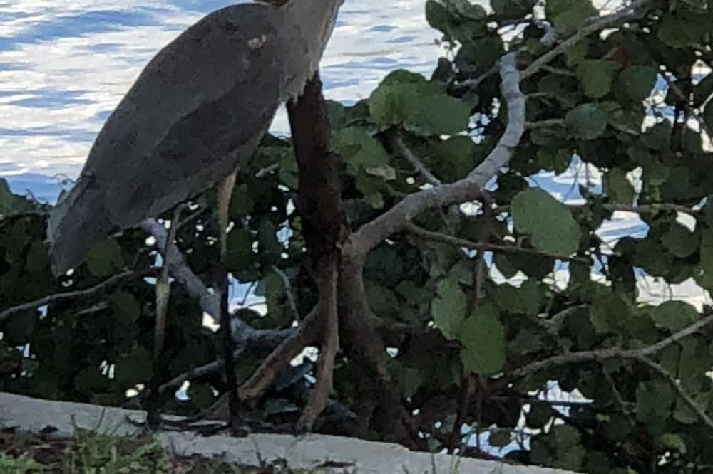 Photo of Outdoor in Capri Isle