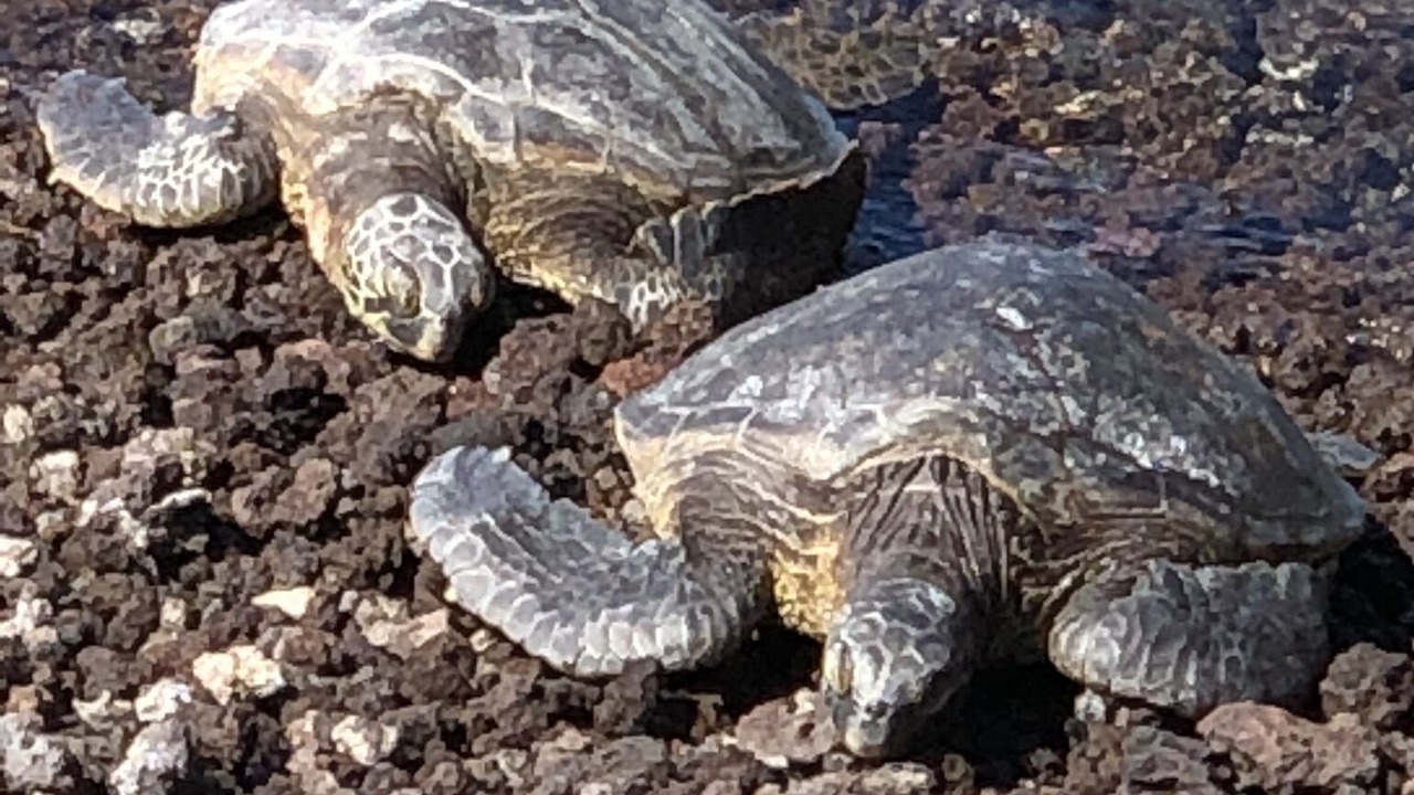 Photo of Outdoor in Waikoloa Village