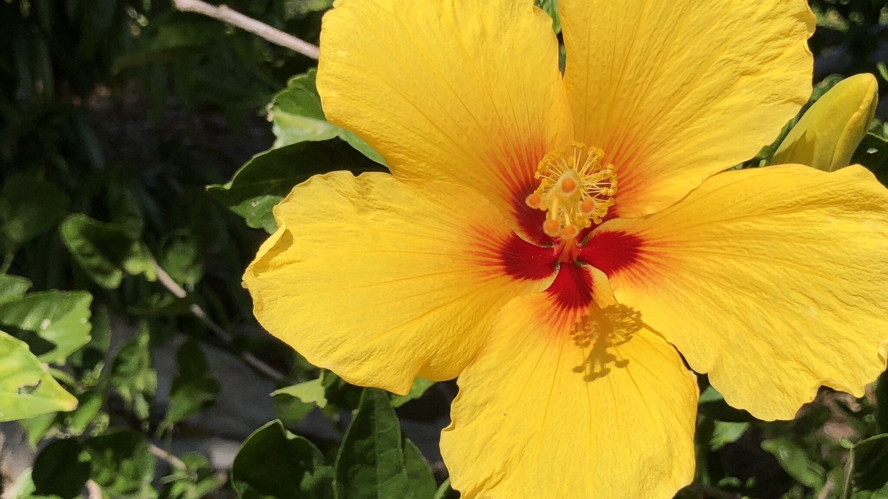 Photo of Outdoor in Waikoloa Village