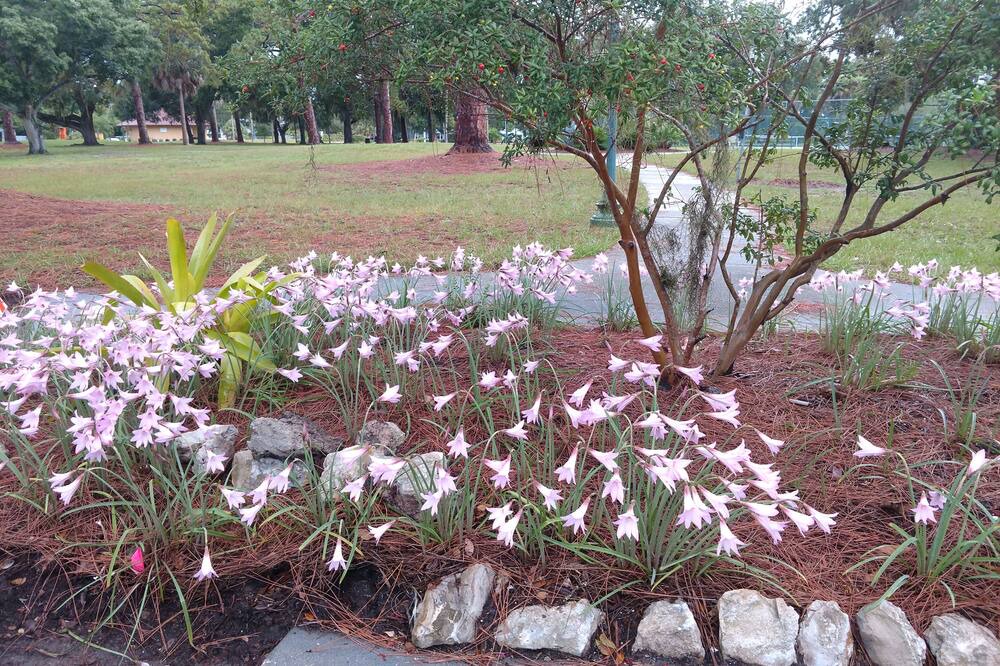 Photo of Outdoor in Gillespie Park