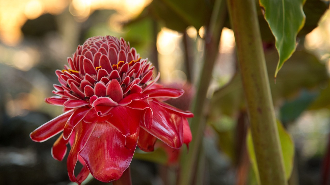 Photo of Outdoor in Holualoa