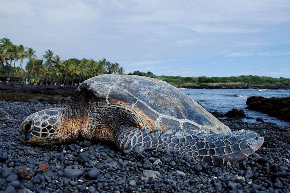 Photo of Others in Waikoloa