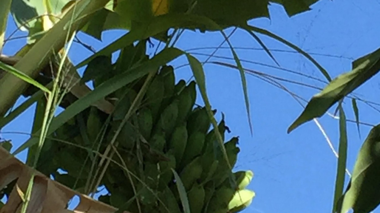 Photo of Outdoor in Honaunau-Napoopoo