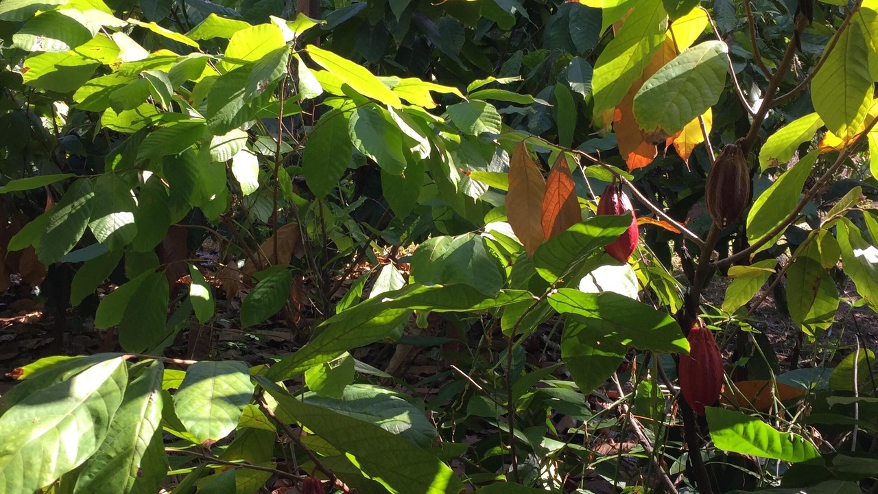 Photo of Outdoor in Honaunau-Napoopoo