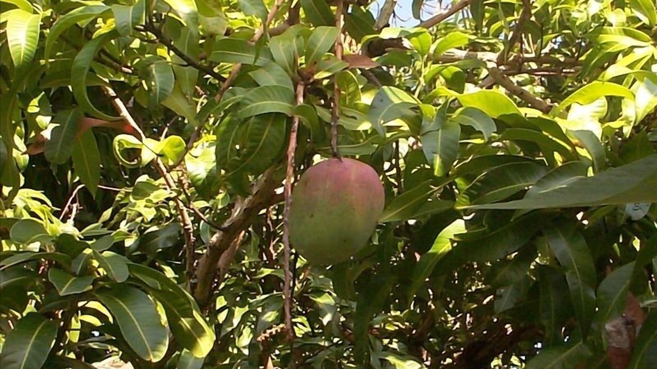 Photo of Outdoor in Honaunau-Napoopoo