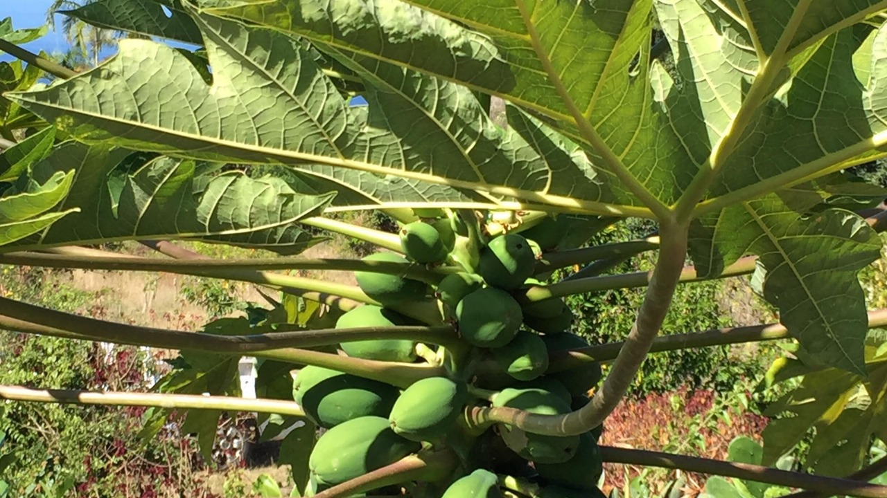 Photo of Outdoor in Honaunau-Napoopoo