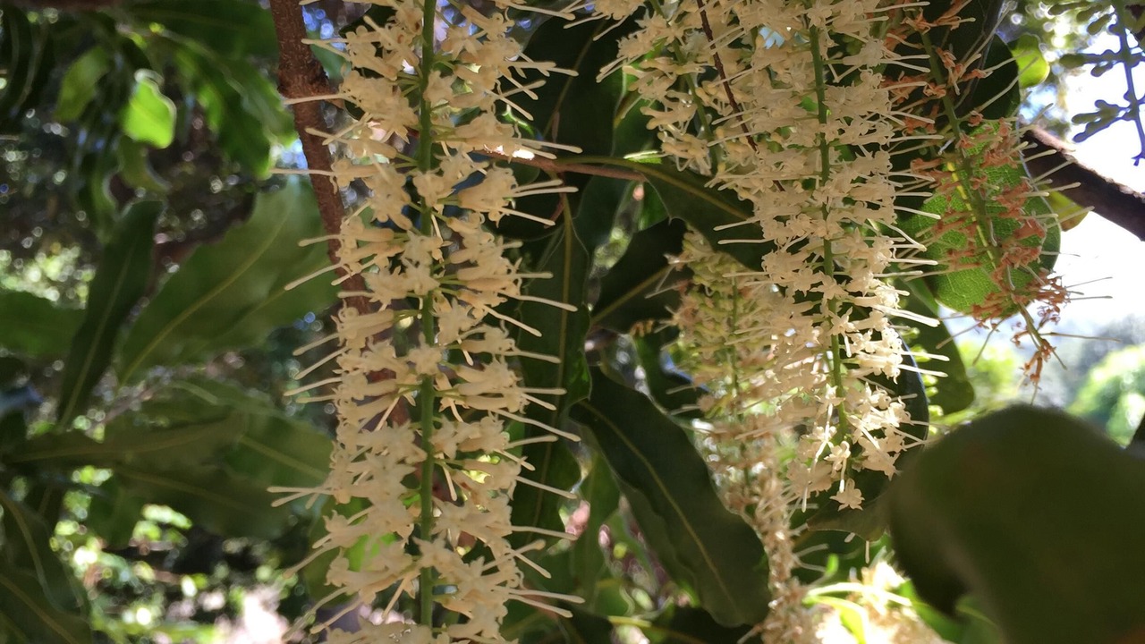 Photo of Outdoor in Honaunau-Napoopoo