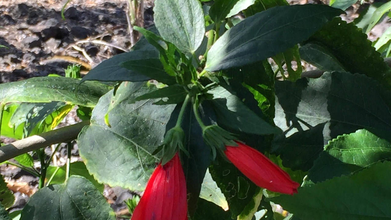 Photo of Outdoor in Honaunau-Napoopoo