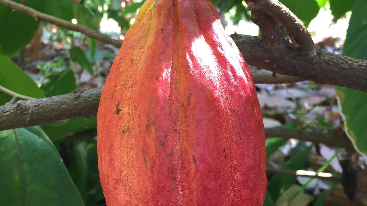 Photo of Others in Honaunau-Napoopoo