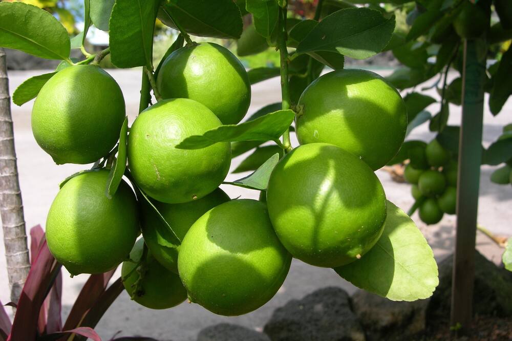 Photo of Others in Kealakekua