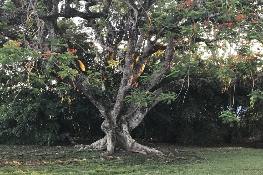 Photo of Others in Hawi