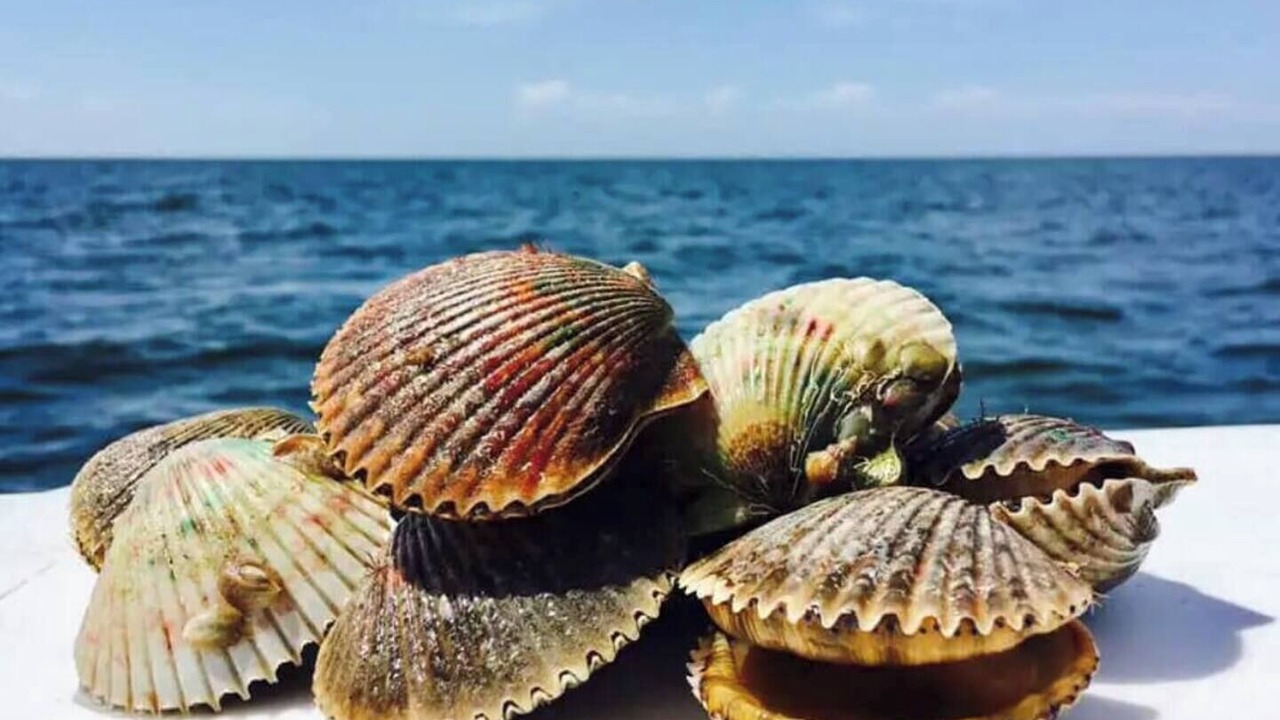 Photo of Others in Crystal River