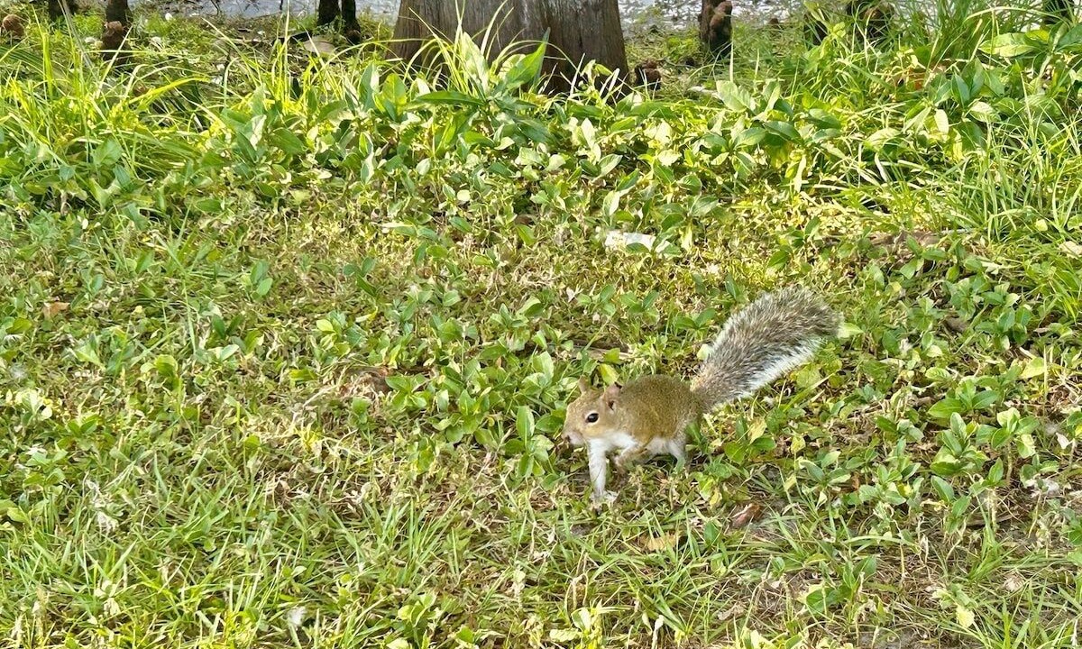Photo of Others in Gillespie Park