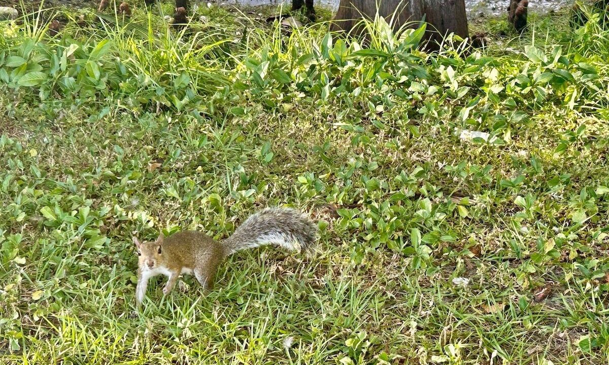 Photo of Others in Gillespie Park