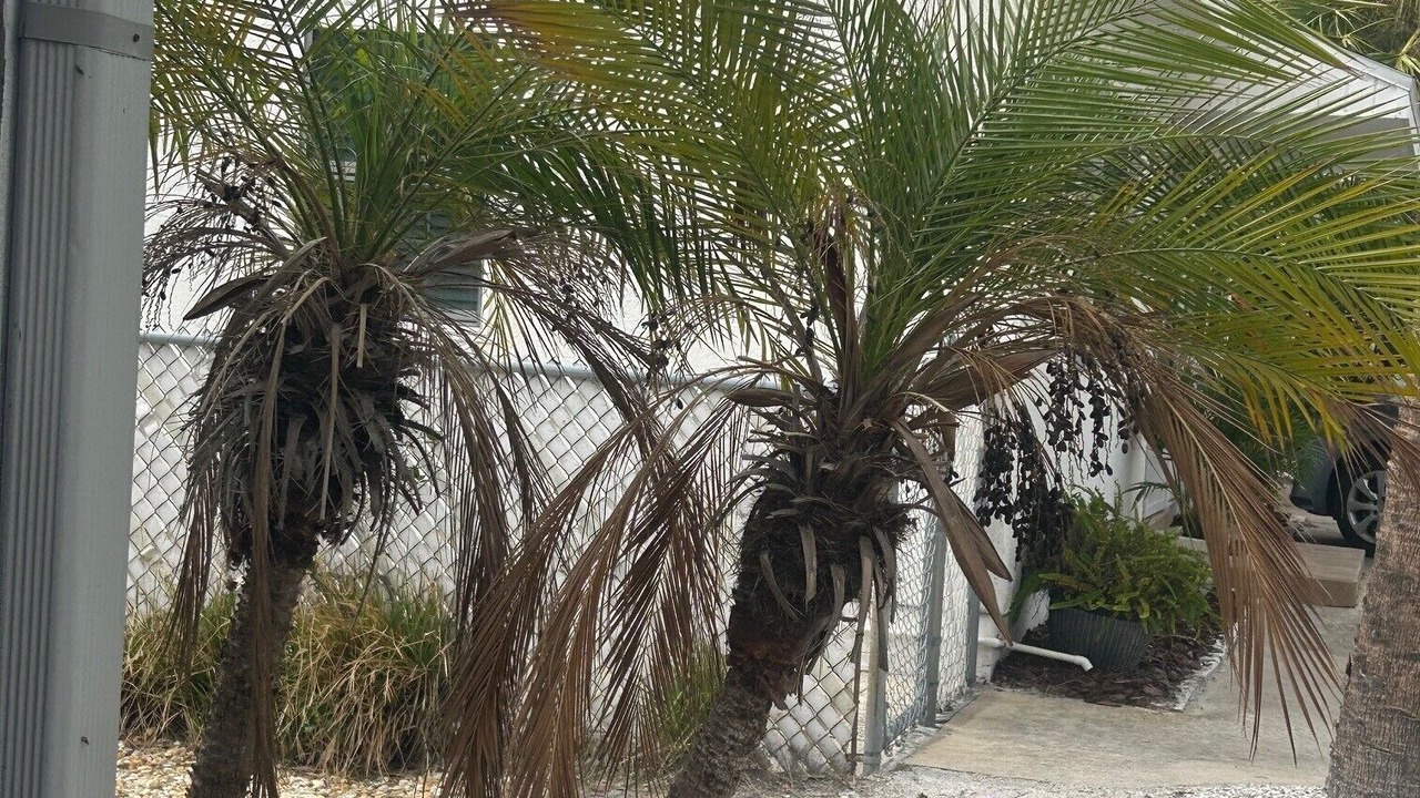Photo of Outdoor in Redington Shores