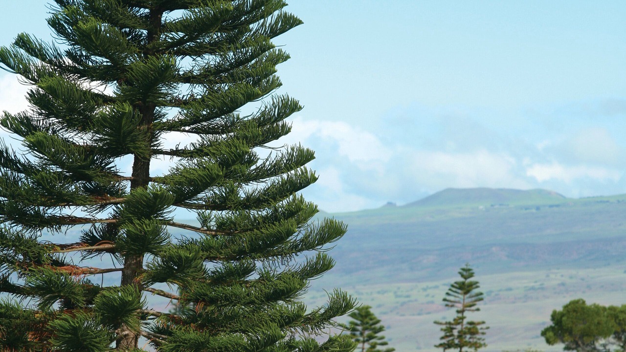 Photo of Others in Waikoloa