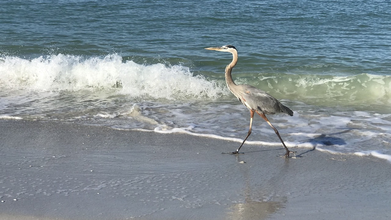 Photo of Others in Capri Isle