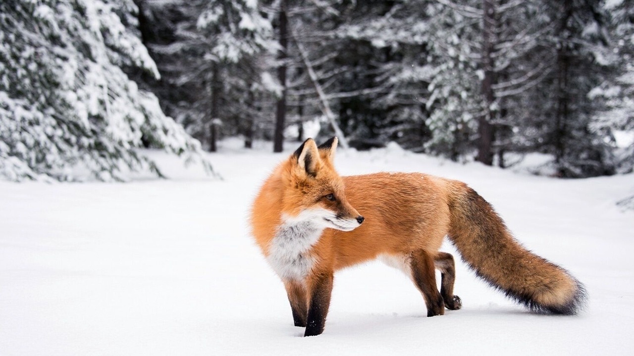 Photo of Others in Peak 8