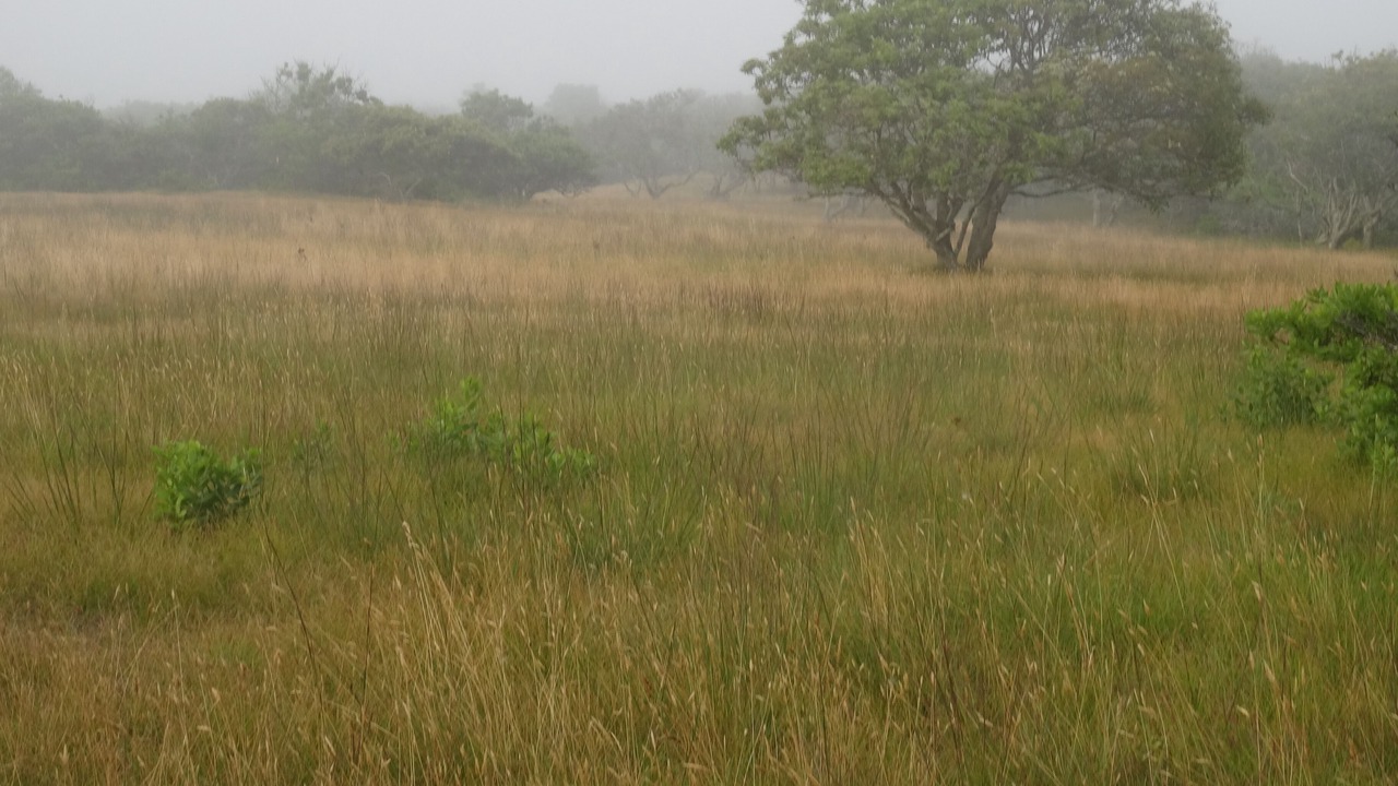Photo of Others in Nantucket
