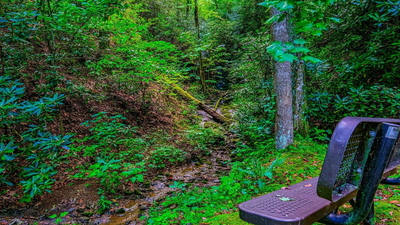 Photo of Others in Smoky Mountains