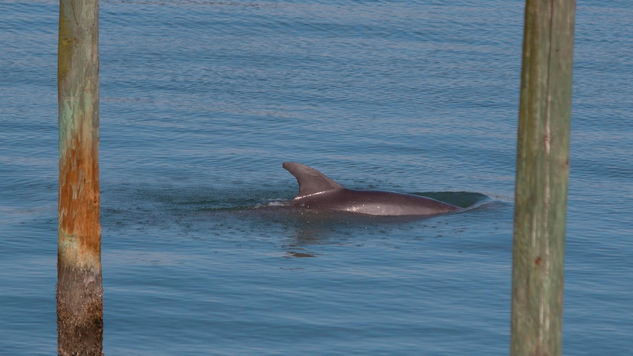 Photo of Outdoor in Clearwater Beach