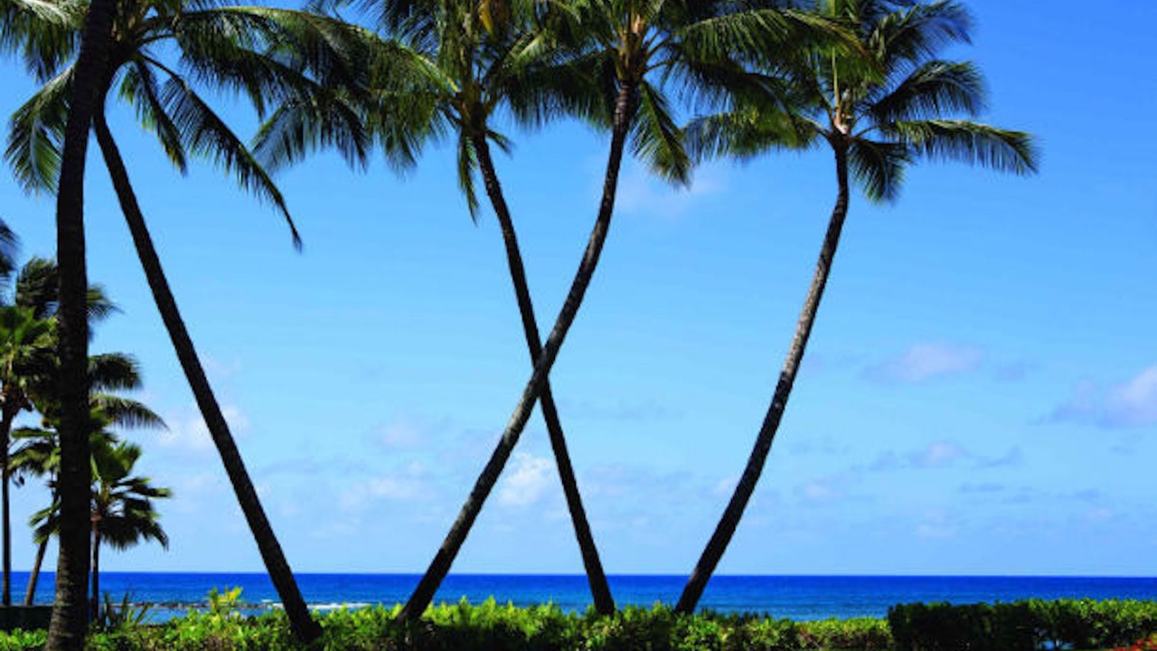 Photo of Others in Poipu