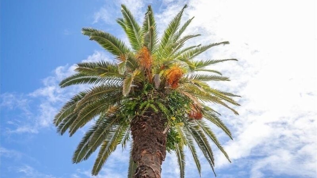 Photo of Others in Sunset Beach