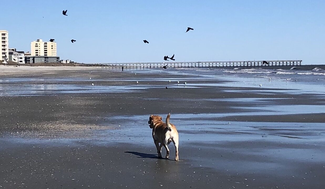 Photo of Others in North Myrtle Beach
