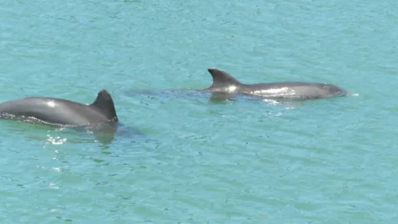 Photo of Others in Capri Isle