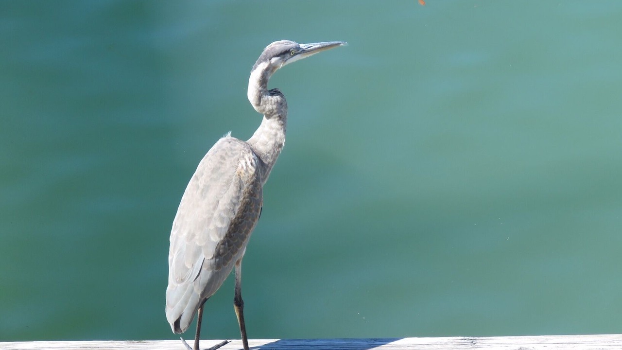 Photo of Others in Capri Isle