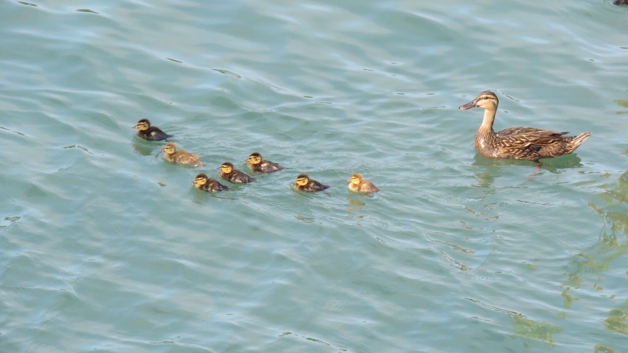 Photo of Others in Capri Isle