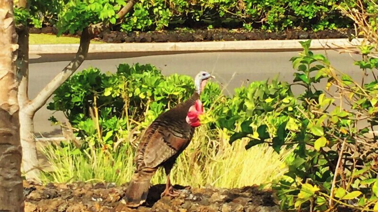 Photo of Others in Waikoloa Village