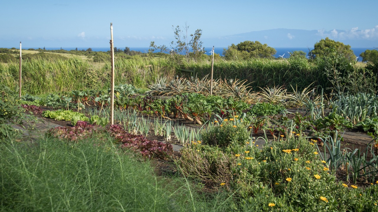 Photo of Outdoor in Hawi