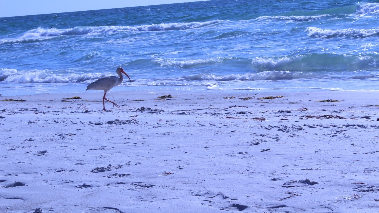 Photo of Others in Clearwater