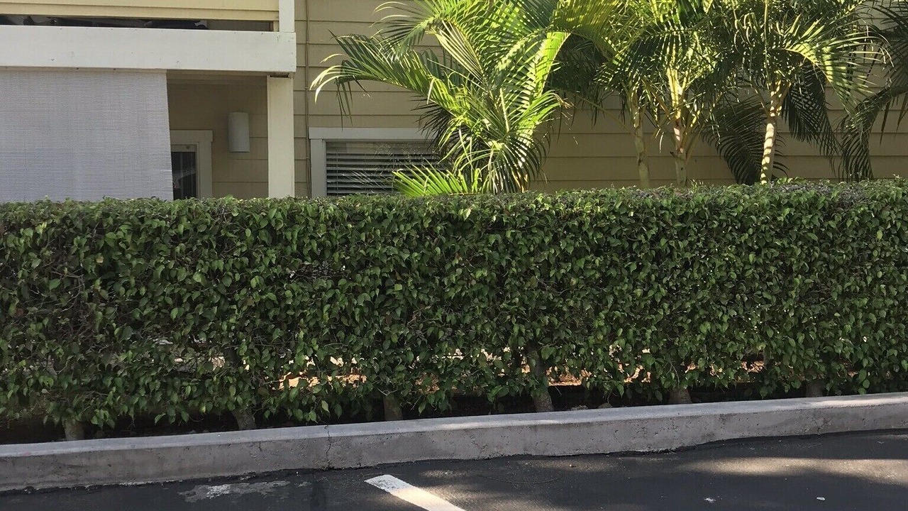 Photo of Others in Waikoloa Village