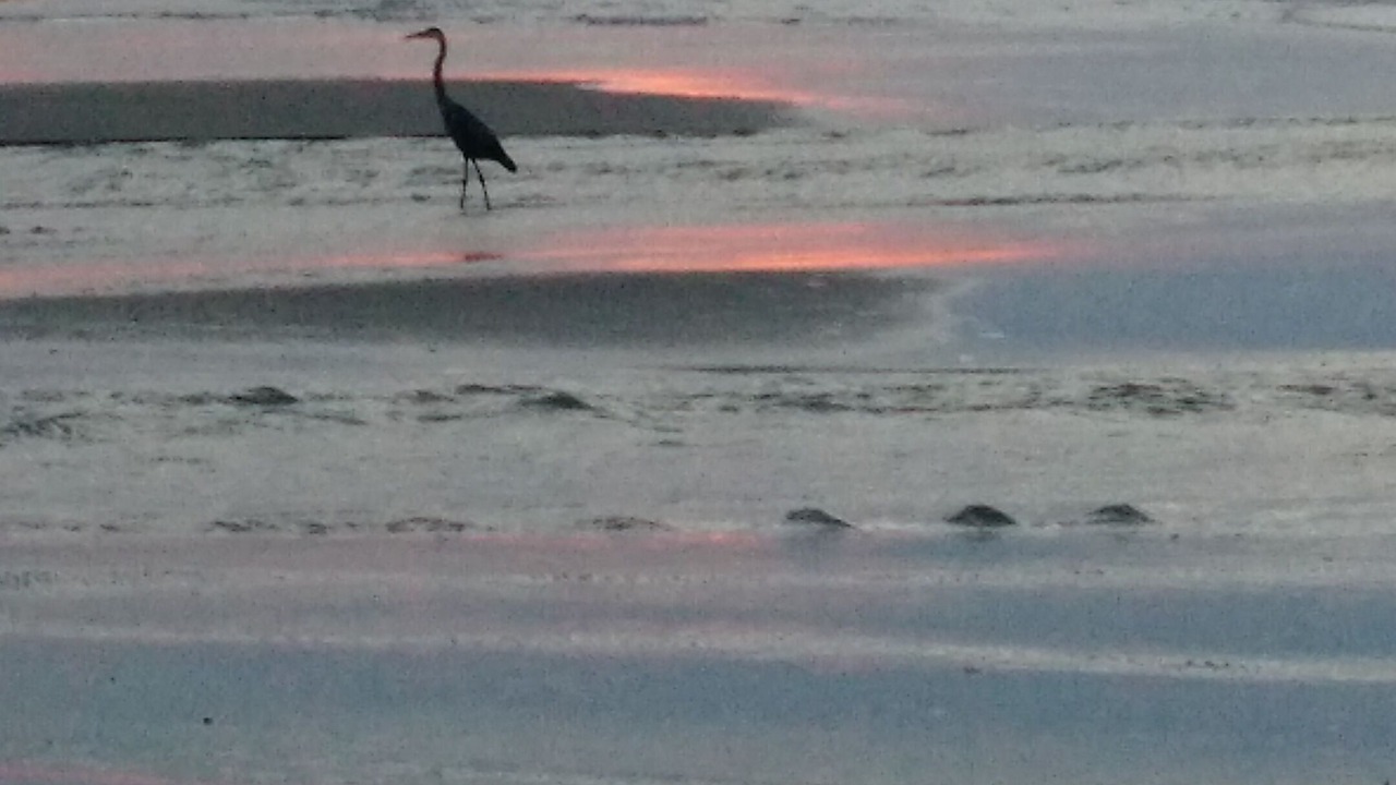 Photo of Others in Myrtle Beach