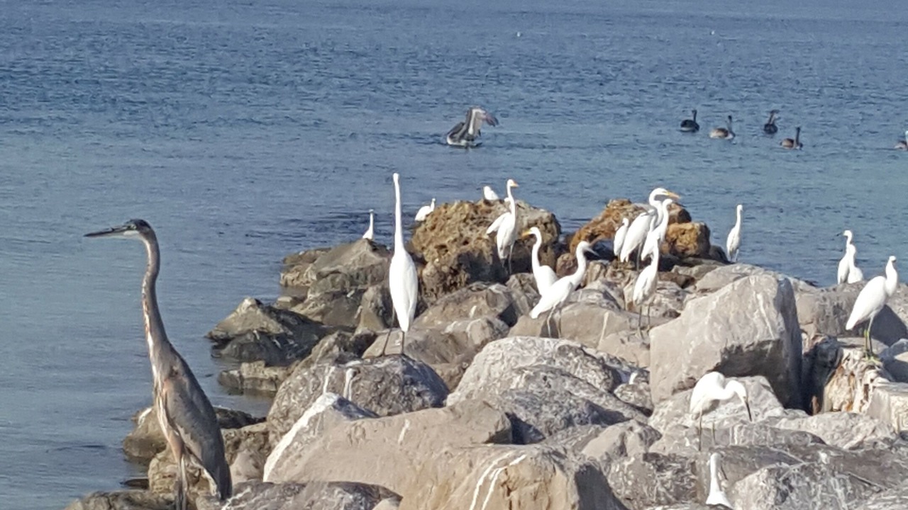 Photo of Others in Sunset Beach
