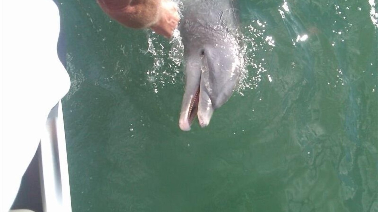 Photo of Others in Siesta Key