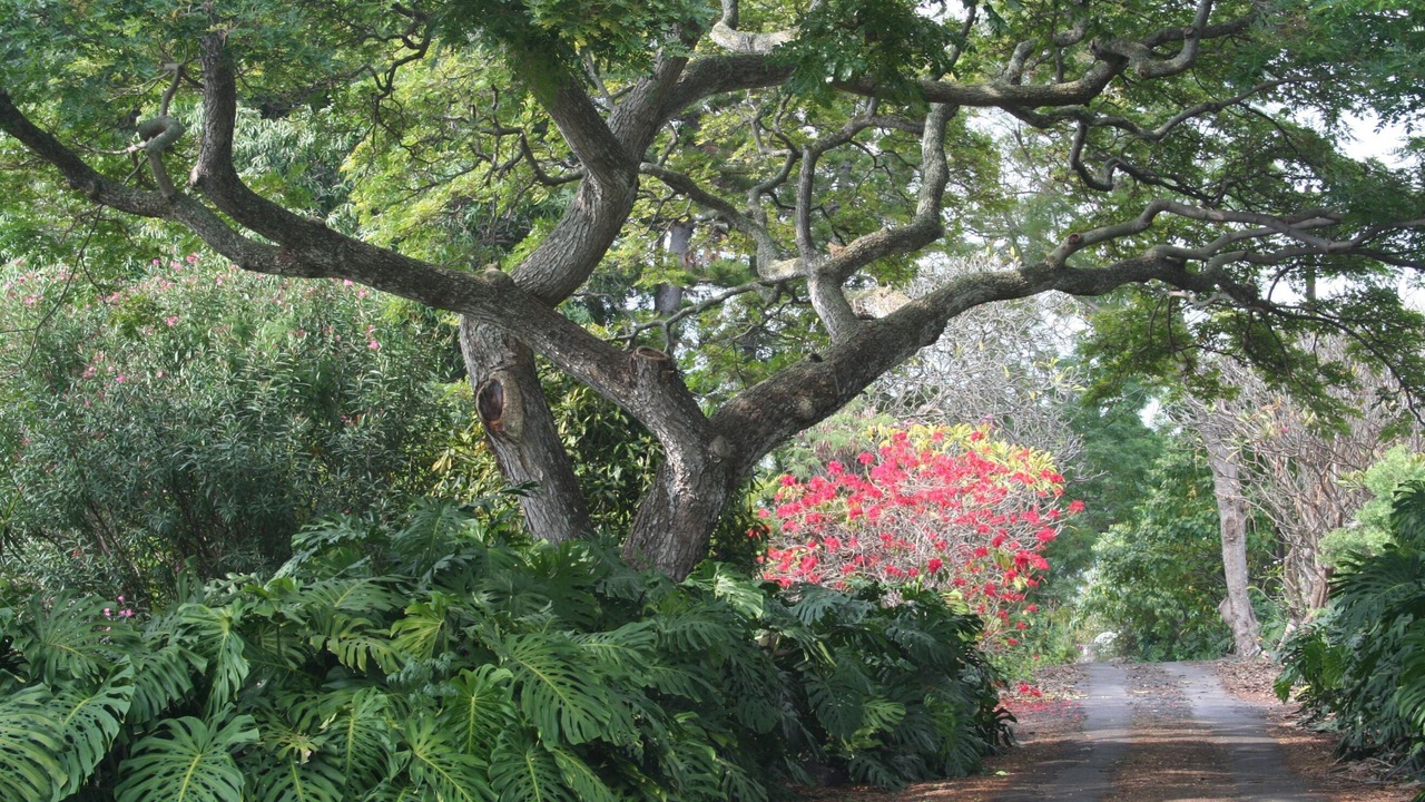 Photo of Outdoor in Kahaluu-Keauhou
