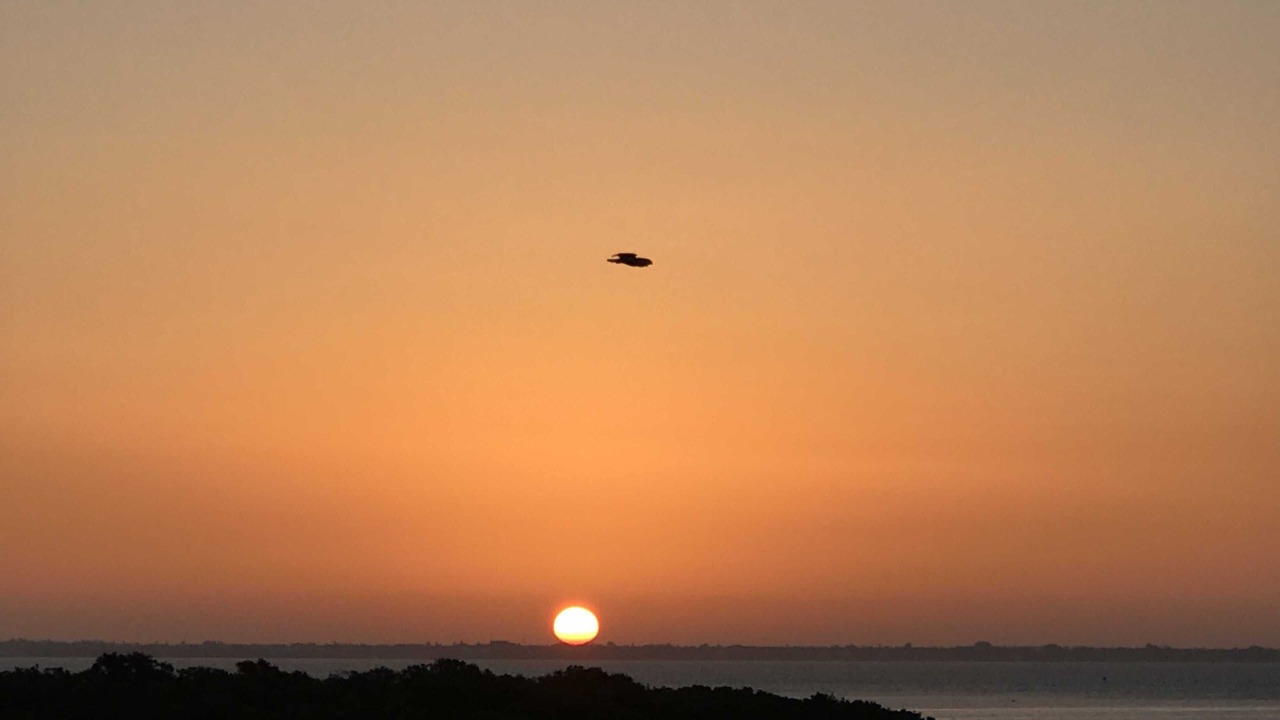 Photo of Others in Longboat Key