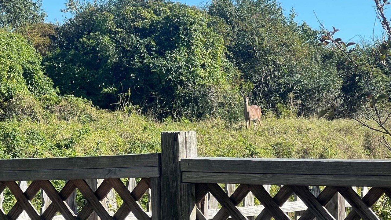 Photo of Others in Holden Beach