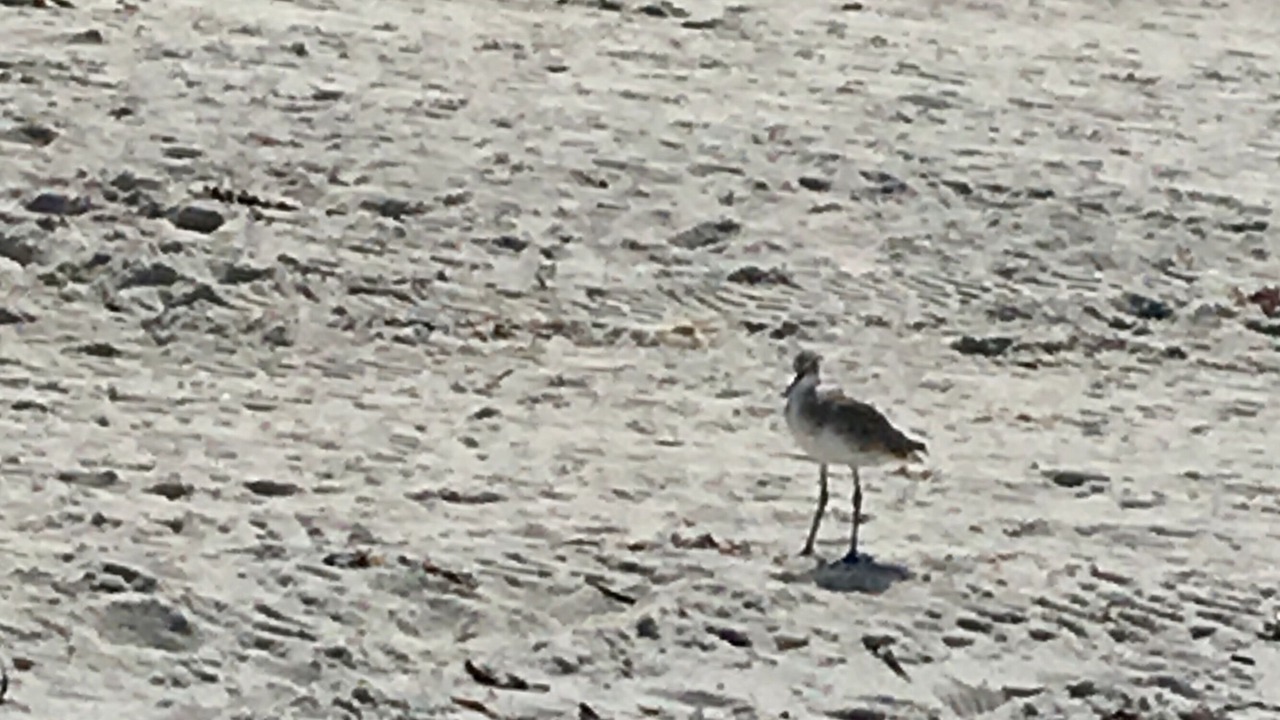 Photo of Others in Indian Shores